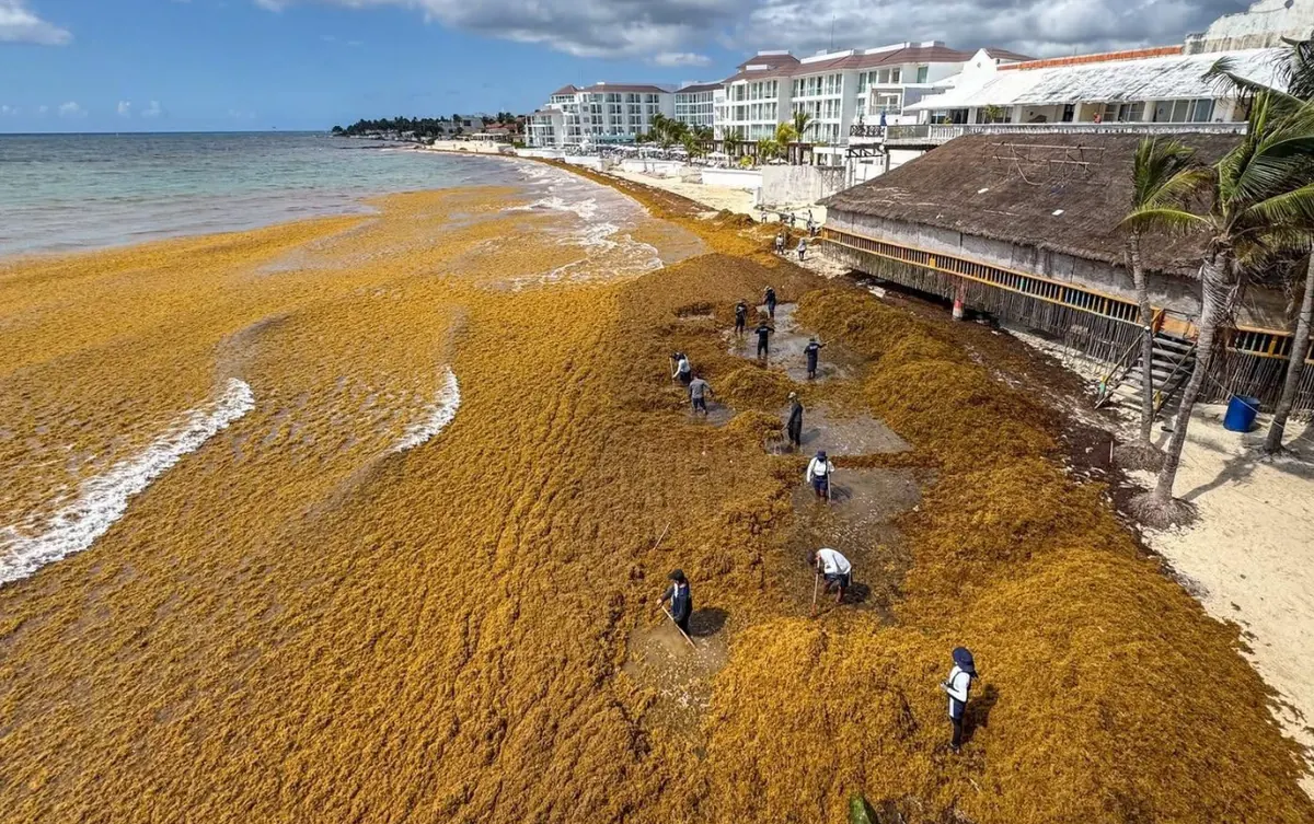 Crews removing mountains of sargassum seaweed from the beach in Playa del Carmen, Quintana Roo