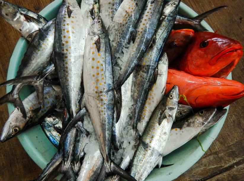 Fresh fish and snapper on ice in a market basin in Puerto Escondido, Mexico