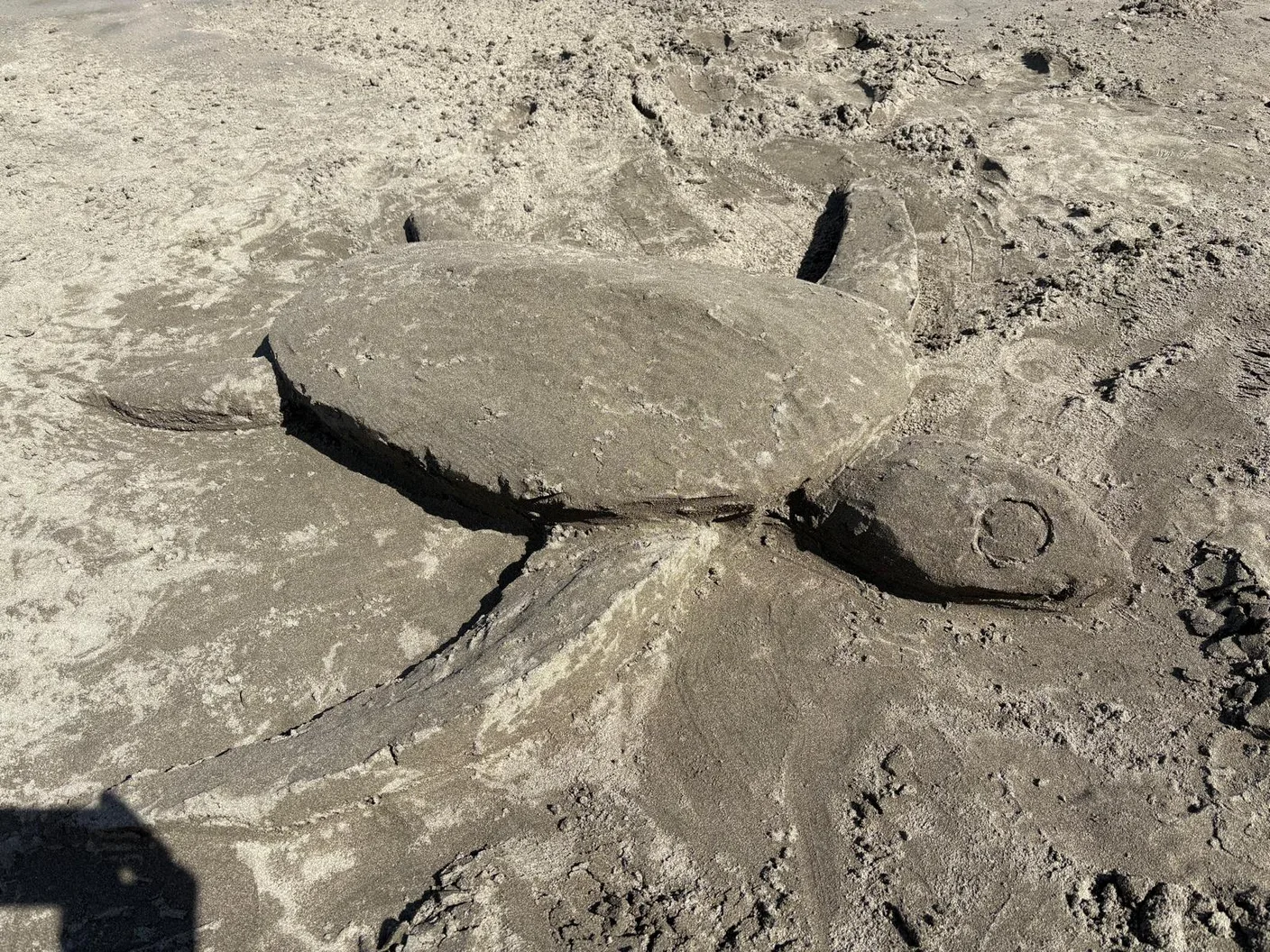 Sea turtle sand sculpture made by David Key on Jacó Beach, Costa Rica.